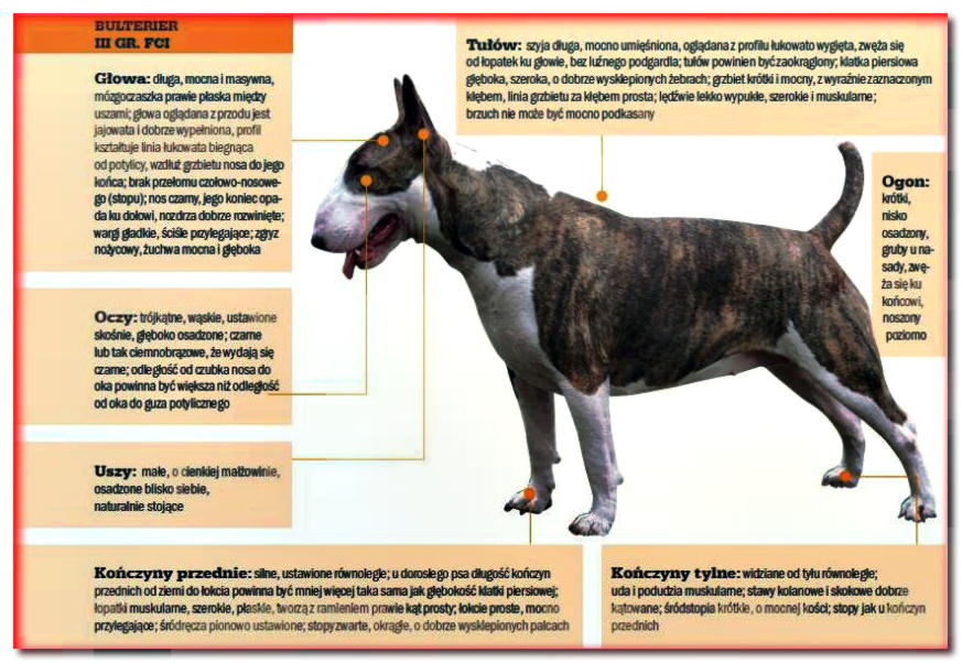 Estándar de la raza Bull Terrier