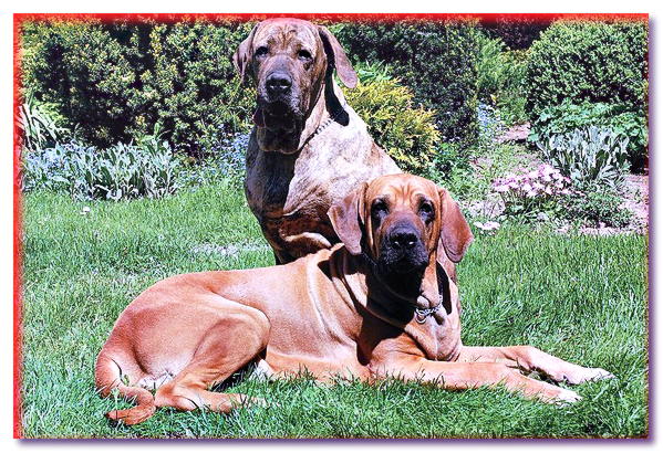 Los dos perros de Fila Brasileiro