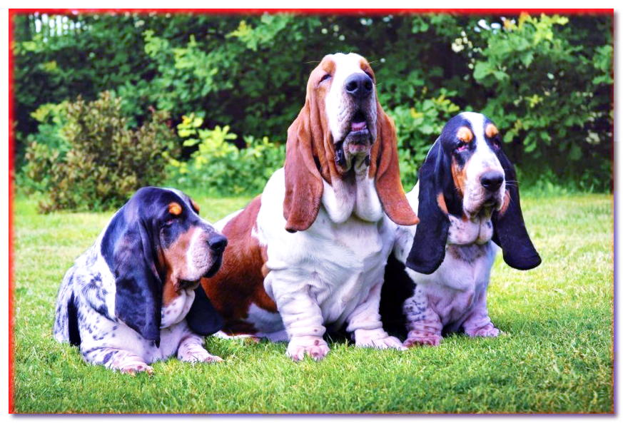 Grupo de perros Basset Hound