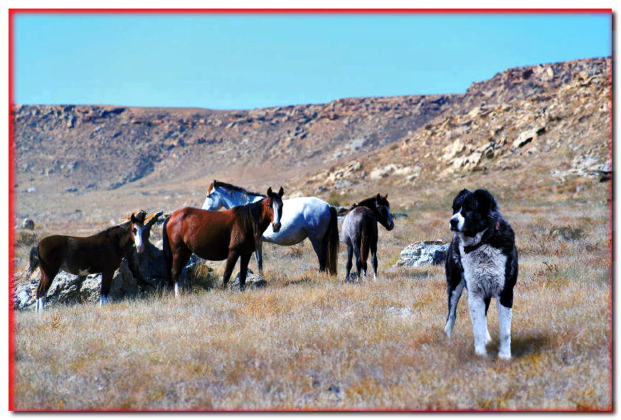 Pastor de Asia Central protege una manada de caballos