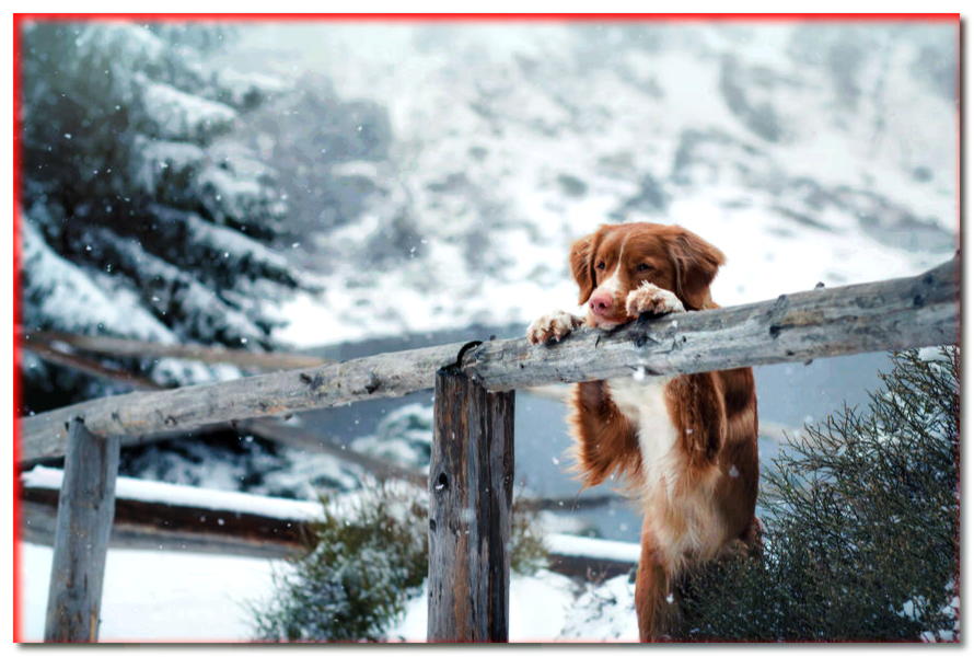 Patas de perro: ¿cómo cuidarlas en invierno?