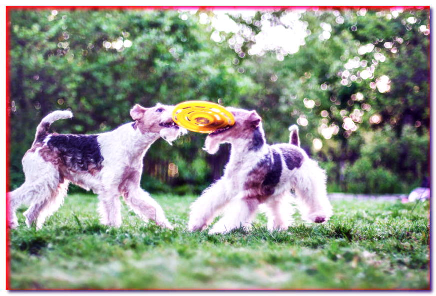 Dos fox terriers juegan con frisbee.