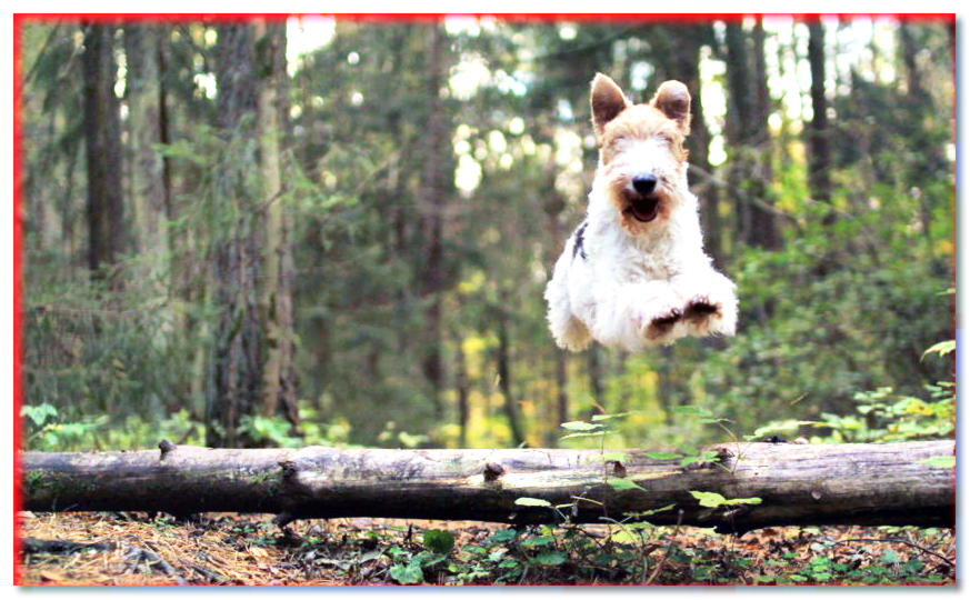 Fox terrier saltando sobre un tronco