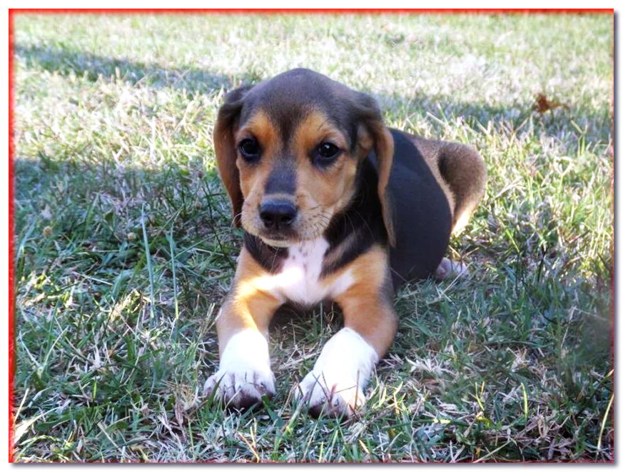 Cachorro beagle aguilucho se encuentra en la hierba
