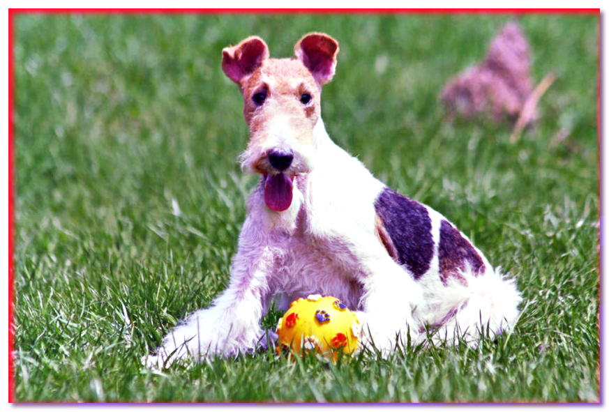 Fox Terrier se sienta en la hierba con una pelota