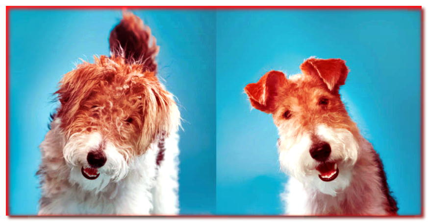 Retrato de Fox Terrier antes y después del corte de pelo