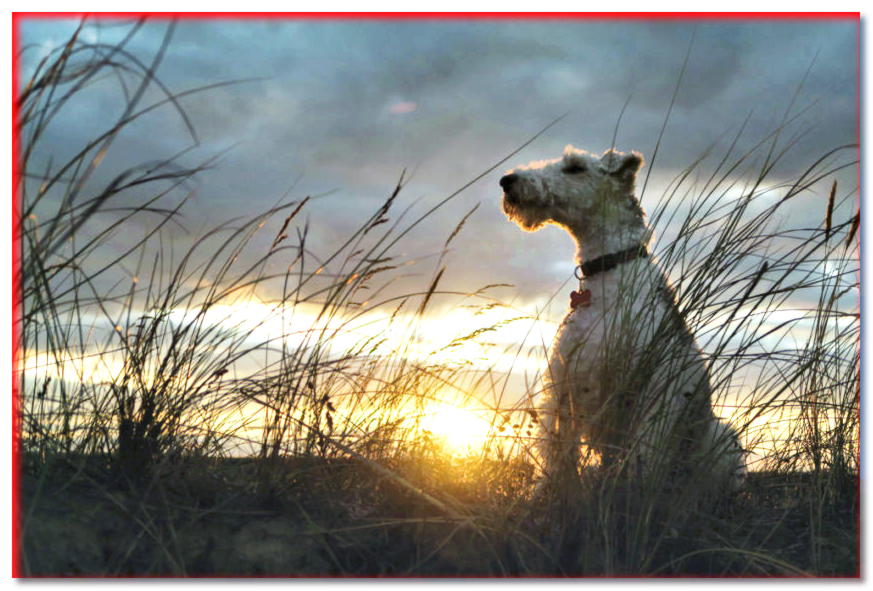 Fox Terrier se sienta en el fondo de la puesta de sol