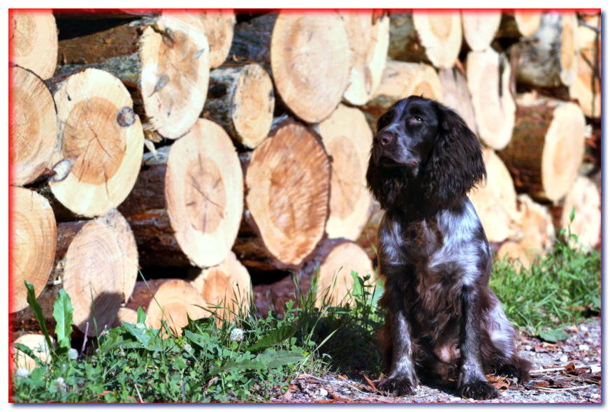 Spaniel de caza polaco se asienta sobre un fondo de troncos de madera