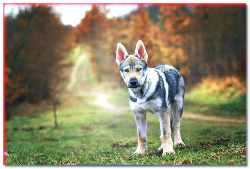 Cachorro de perro lobo en paisaje otoñal
