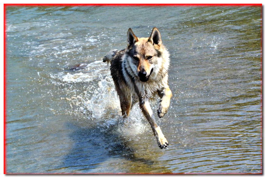 Un perro lobo corriendo en el agua cerca de la orilla.