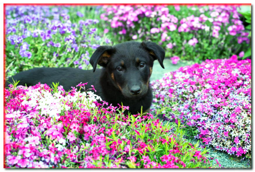 Retrato de un cachorro beaucher entre flores