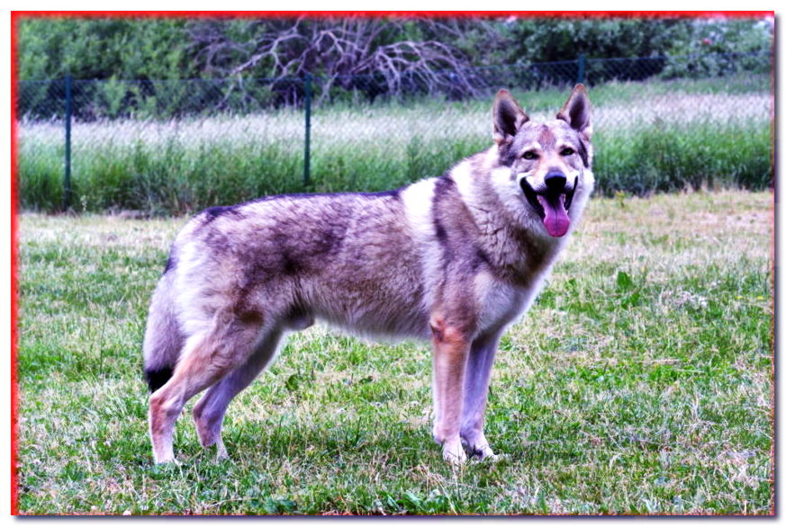 El perro lobo macho se encuentra en la hierba