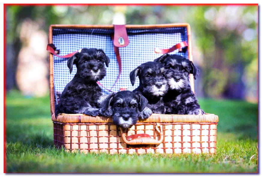 Cachorros en una maleta