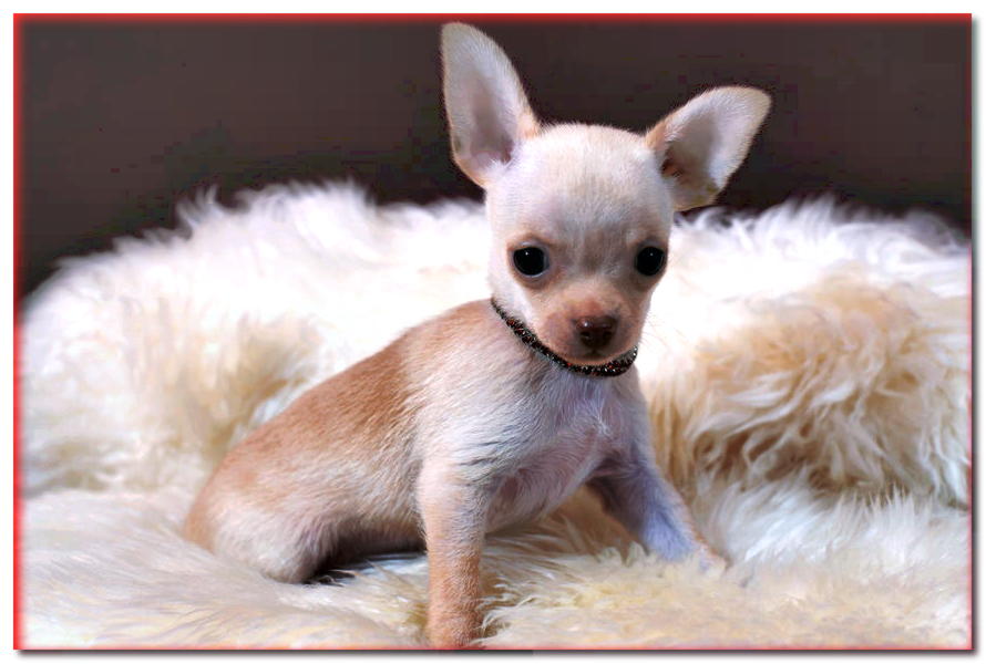 Perros en miniatura: razas y pros y contras de los perros pequeños