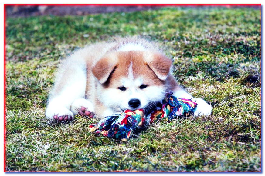 Cachorro de Akita con juguete