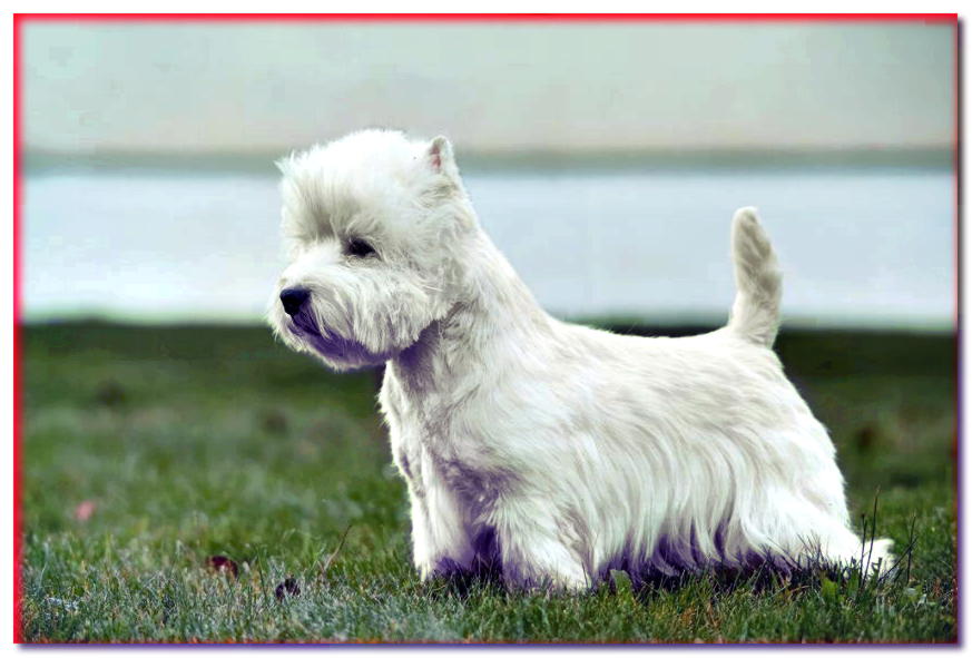West Highland White Terrier en pose de exhibición