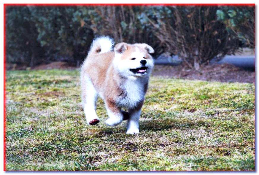 Cachorro akita corriendo