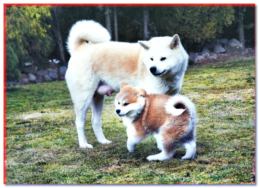 Cachorro de Akita con mamá