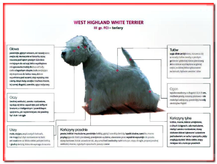 Estándar de la raza West Highland White Terrier