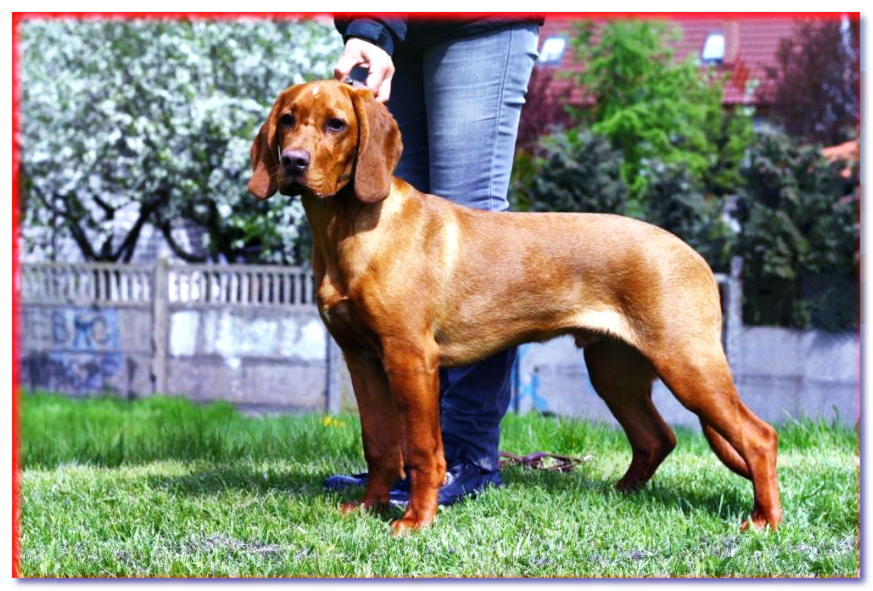 Cachorro de sabueso rojo en posición de exhibición