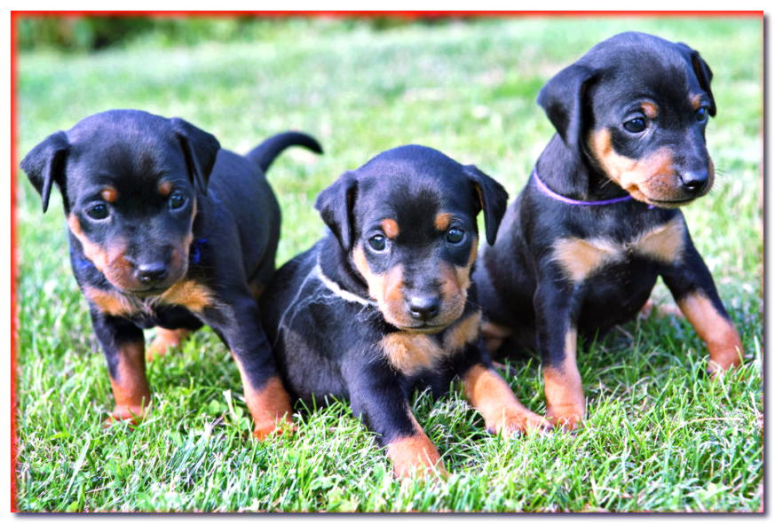 Tres cachorros de pinscher en la hierba