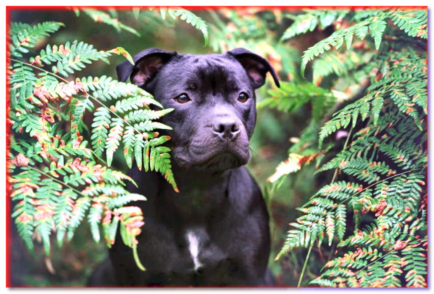 El bastón negro se encuentra entre la vegetación del Staffordshire Bull Terrier.