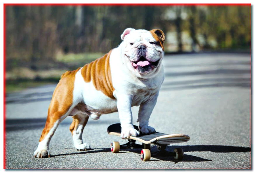 Bulldog inglés en patineta