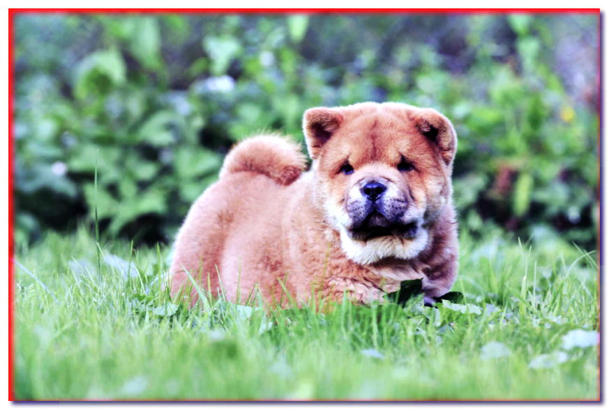 Cachorro chow-chow tumbado en la hierba