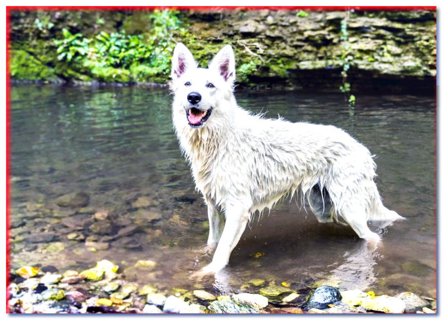 Perro pastor suizo blanco de pie en el agua