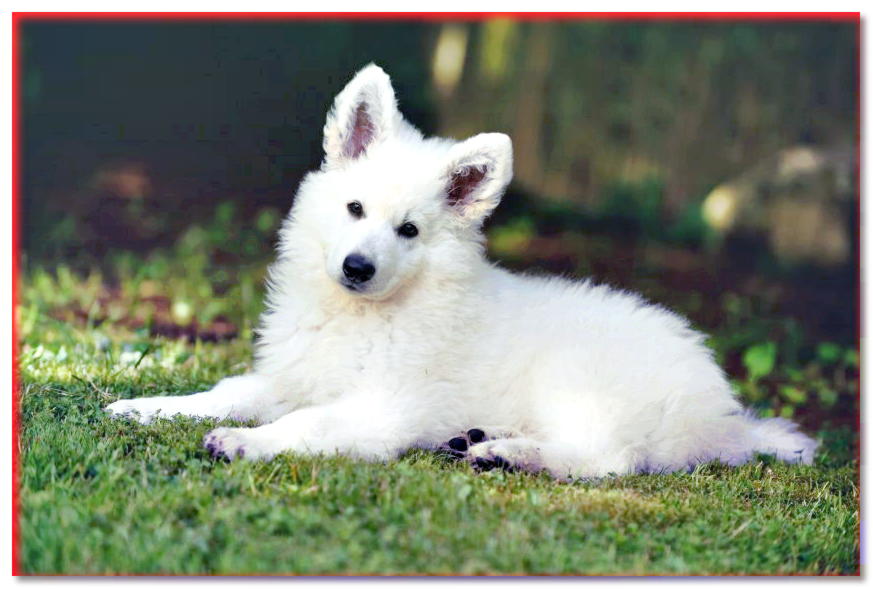 cachorro de pastor suizo blanco