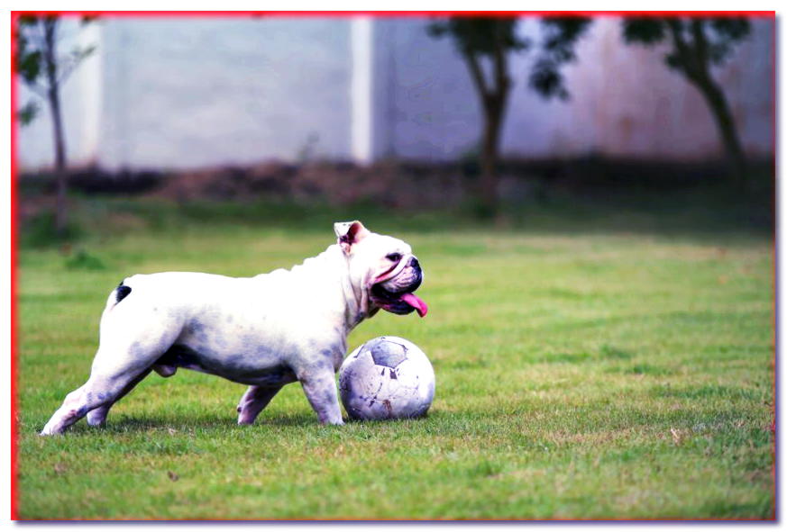 Bulldog inglés blanco con una pelota en los pies