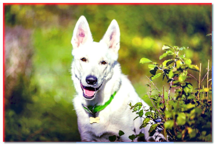 Retrato de un perro pastor suizo blanco