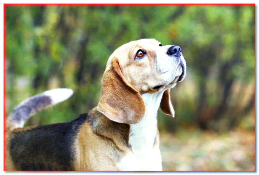 Mandíbulas del perro Beagle
