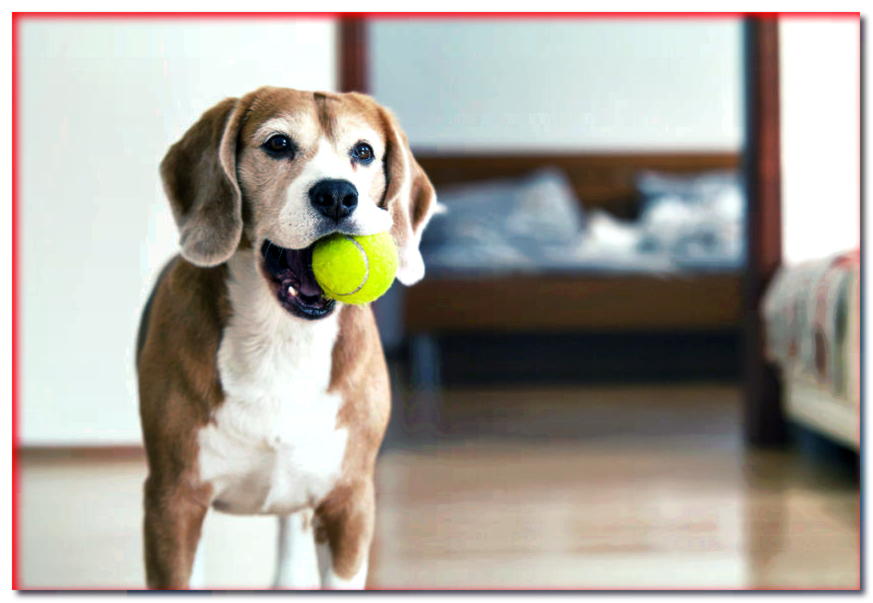 beagle con una pelota