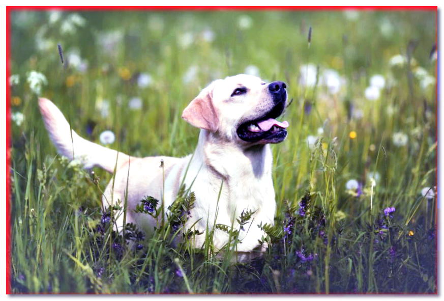 Labrador en el prado