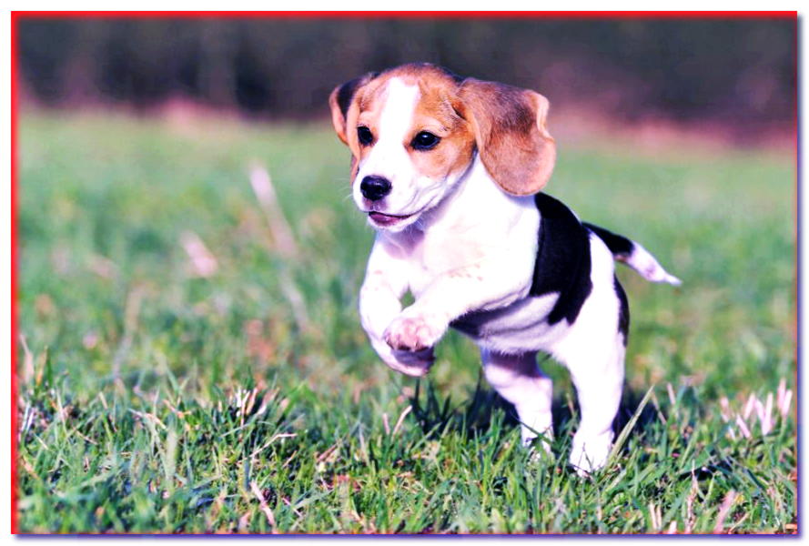 Running Beagle