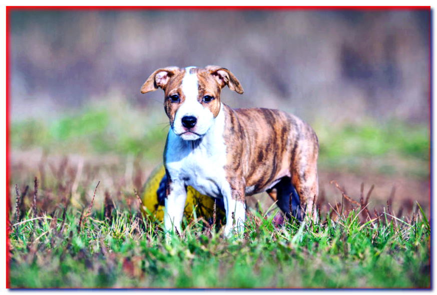 American Staffordshire Terrier Amstaff