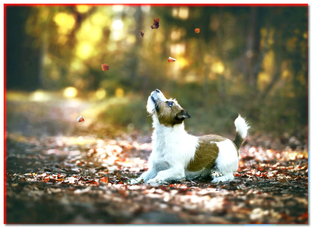 Jack Russell Terrier jugando en las hojas