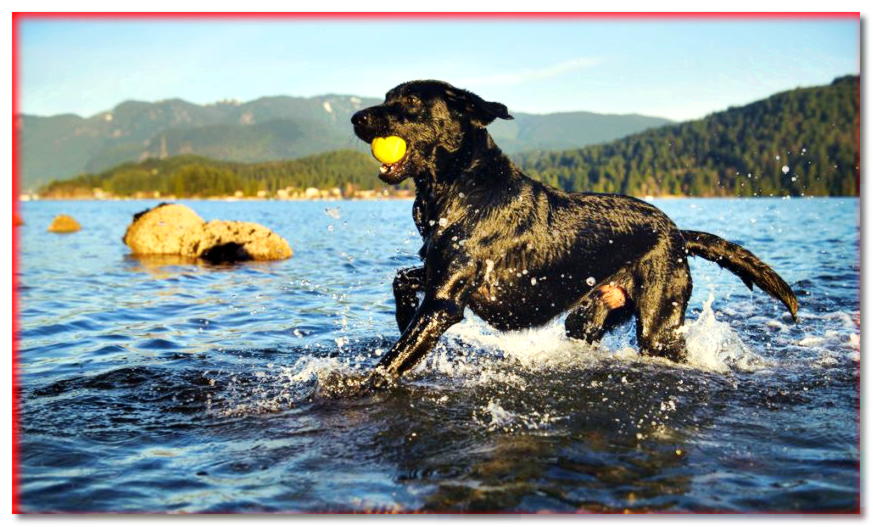 Labrador en agua