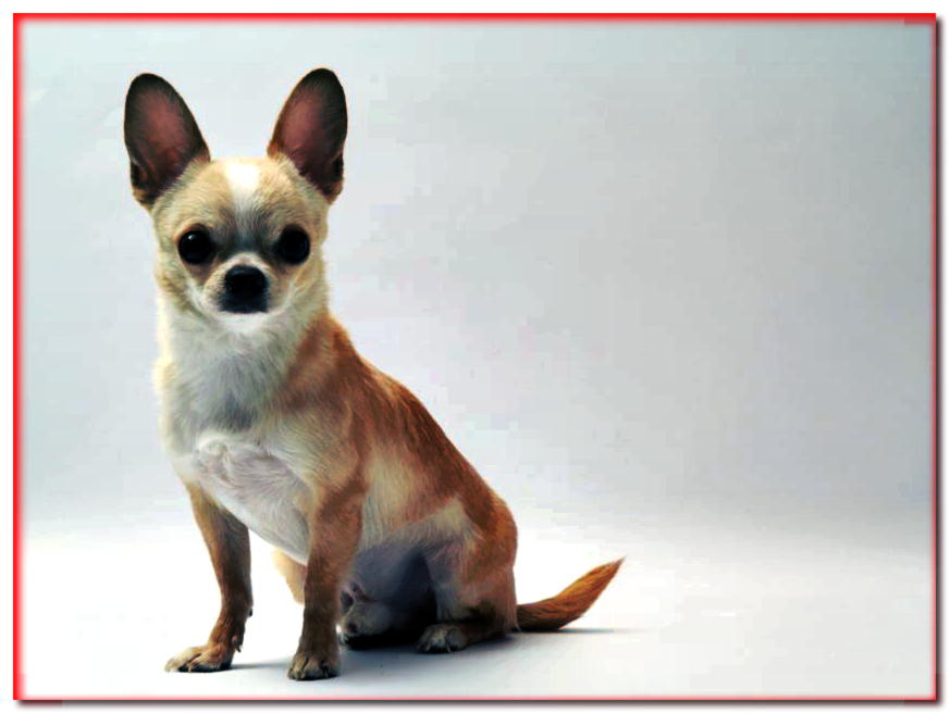 Chihuahua de pelo corto sentado