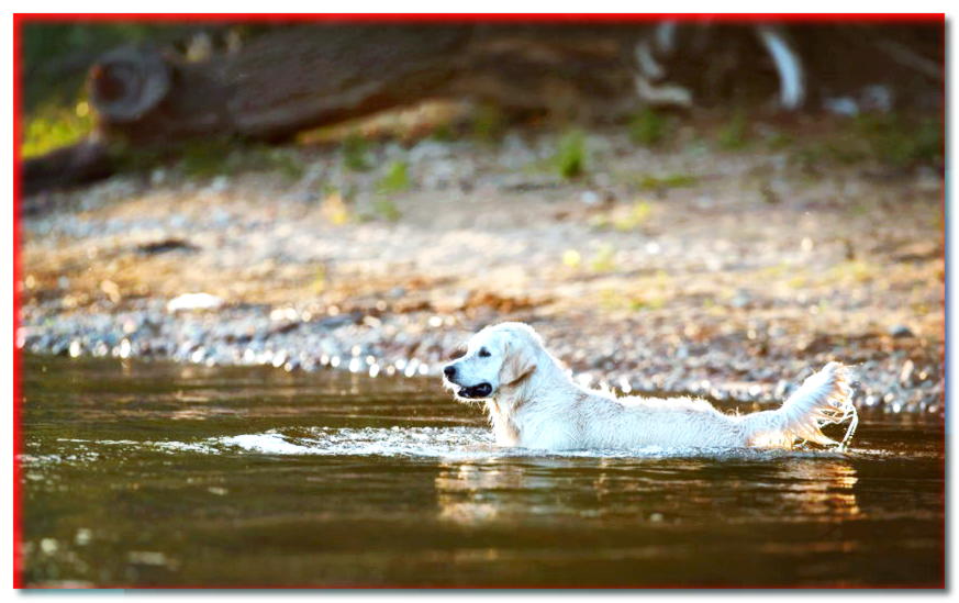 Cachorro dorado en agua