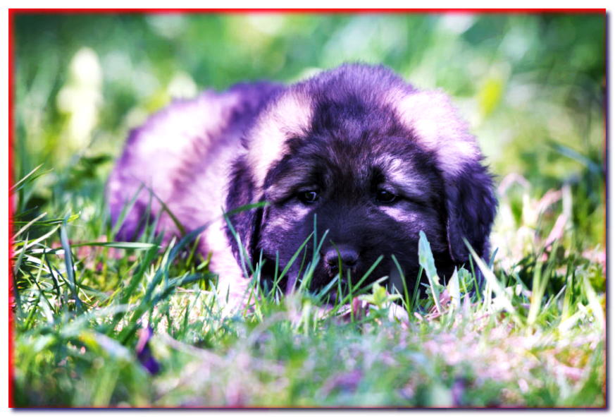 Cachorro de pastor caucásico tumbado en la hierba