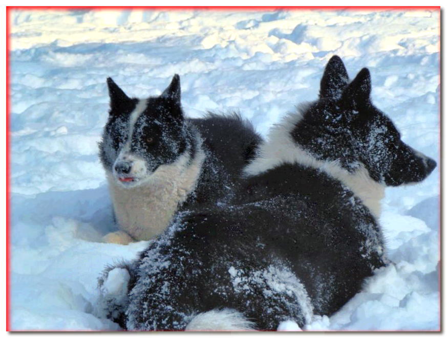 Perros de raza de perro oso de Carelia jugando en la nieve.