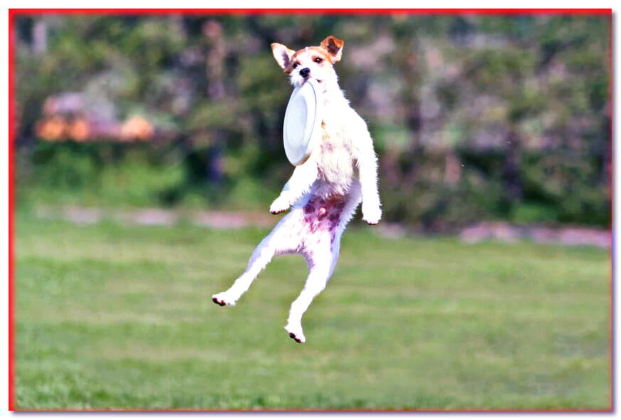 Parson Russell Terrier en vuelo