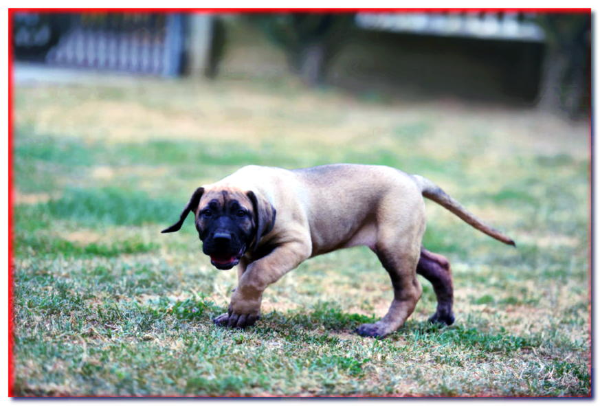 Cachorro canario gran danés caminando sobre la hierba