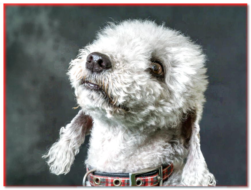 Retrato de un Bedlington Terrier en el estudio