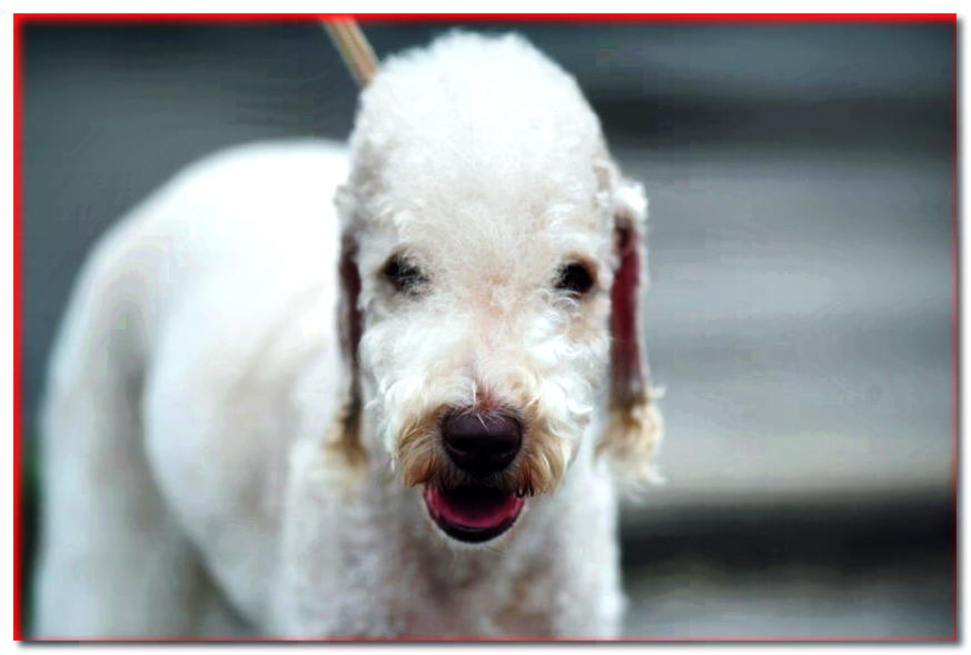 Retrato de un Bedlington Terrier de cara completa
