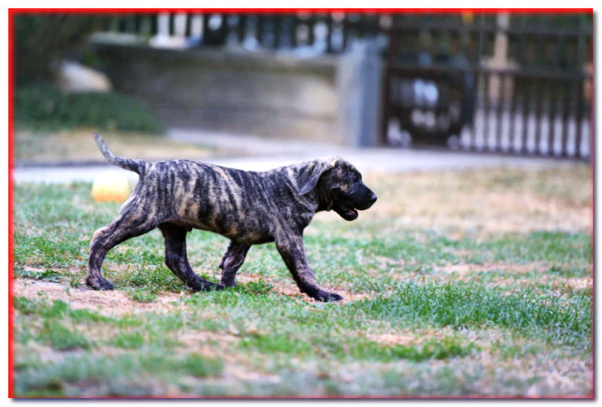Cachorro canario gran danés caminando sobre la hierba