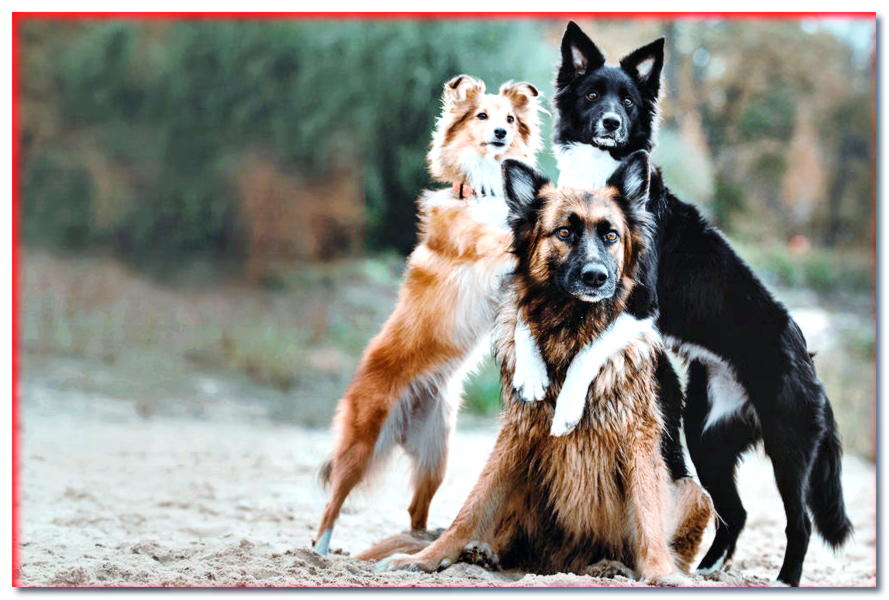 La tontería más común sobre las razas de perros. ¿Los conoces?