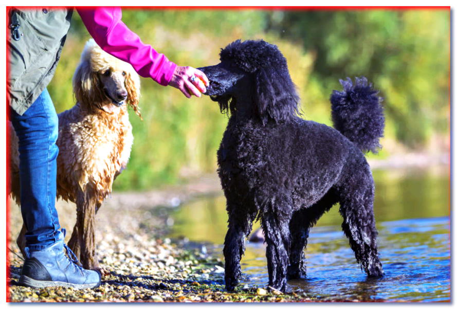 Adoptar un perro: ¿cómo sacar a un perro de un refugio cuando ya tenemos uno de cuatro patas?